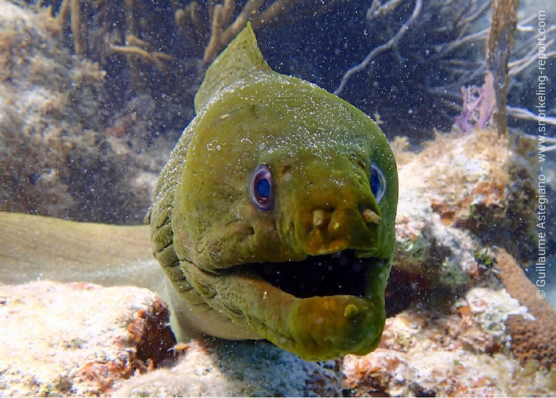 Green moray