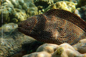 Turkey moray