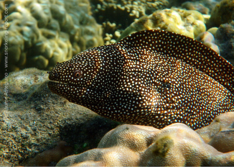 Turkey moray