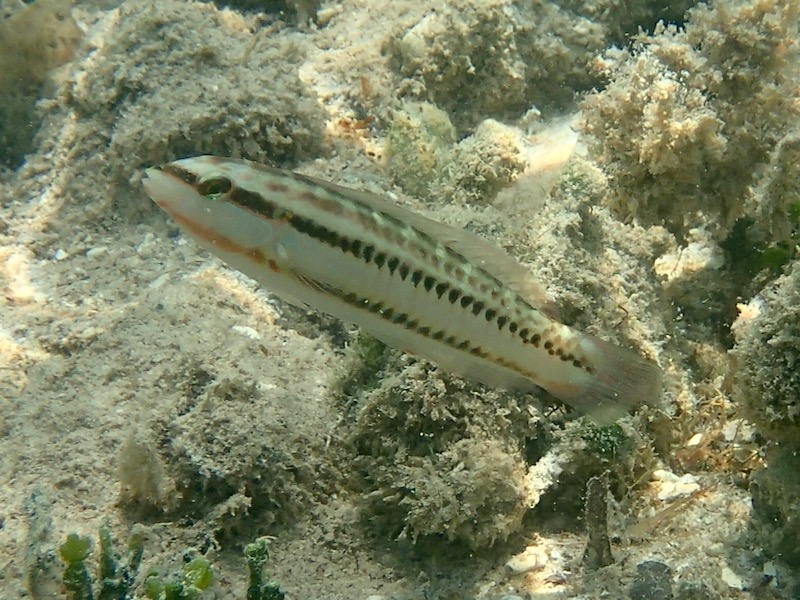 Halichoeres bivittatus