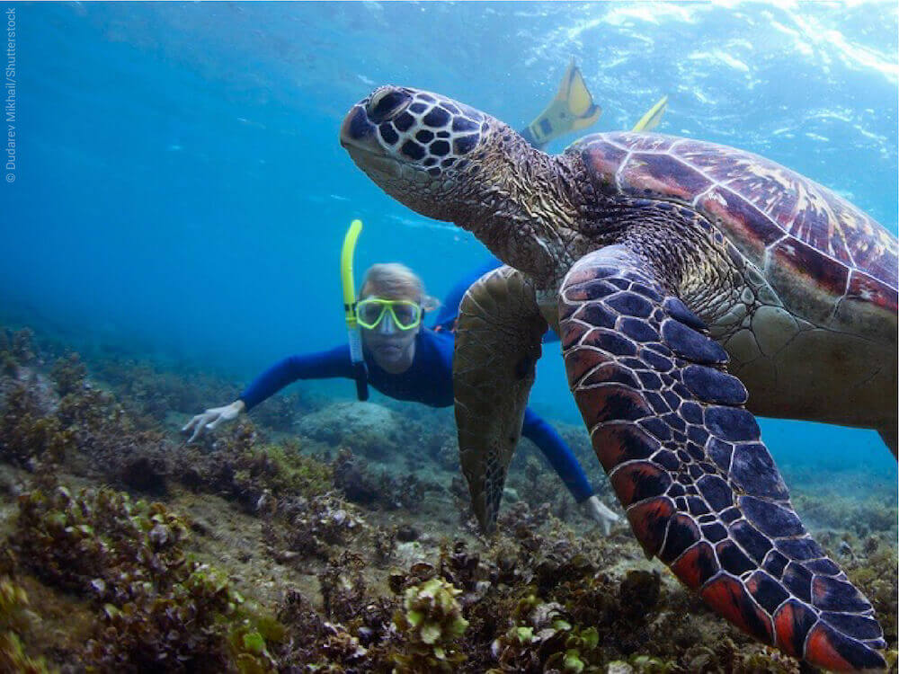 Surfing in Australia: Top Spots for Beginners and Pros