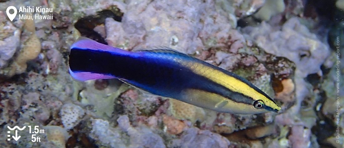 Hawaiian cleaner wrasse at Ahihi Kinau, Maui