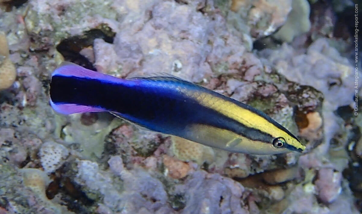 Hawaiian cleaner wrasse