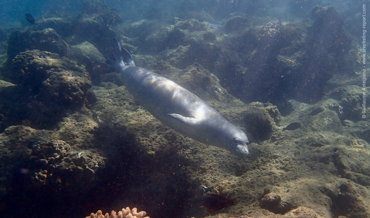 Hawaiian monk seal