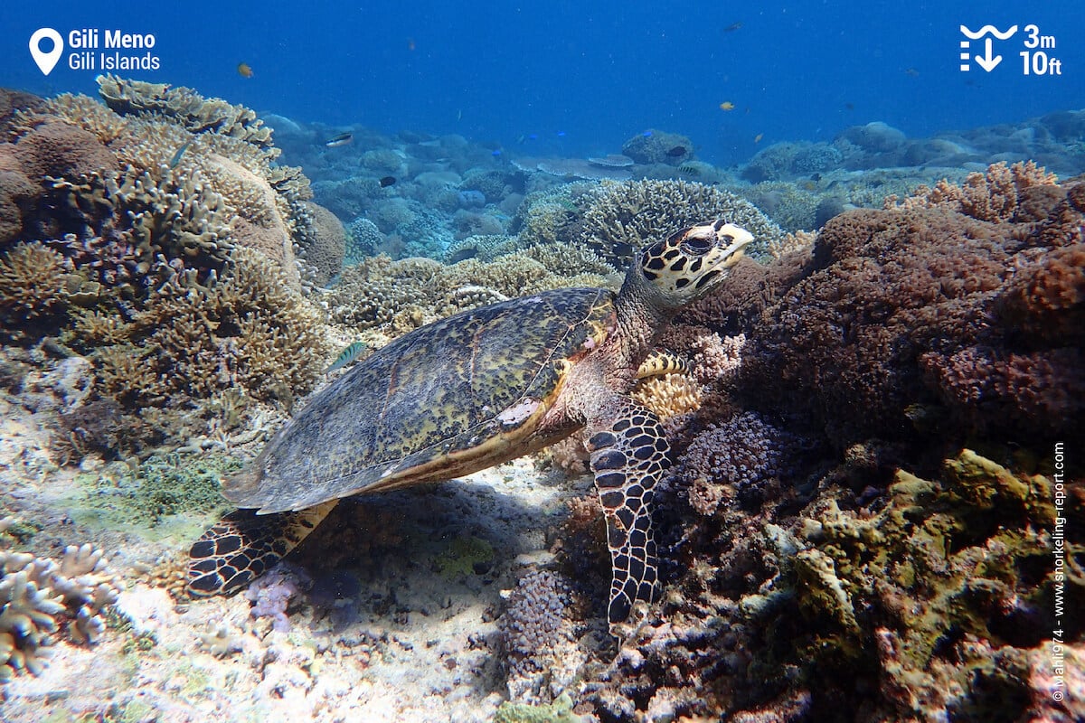 Hawksbill sea turtle in Gili Meno