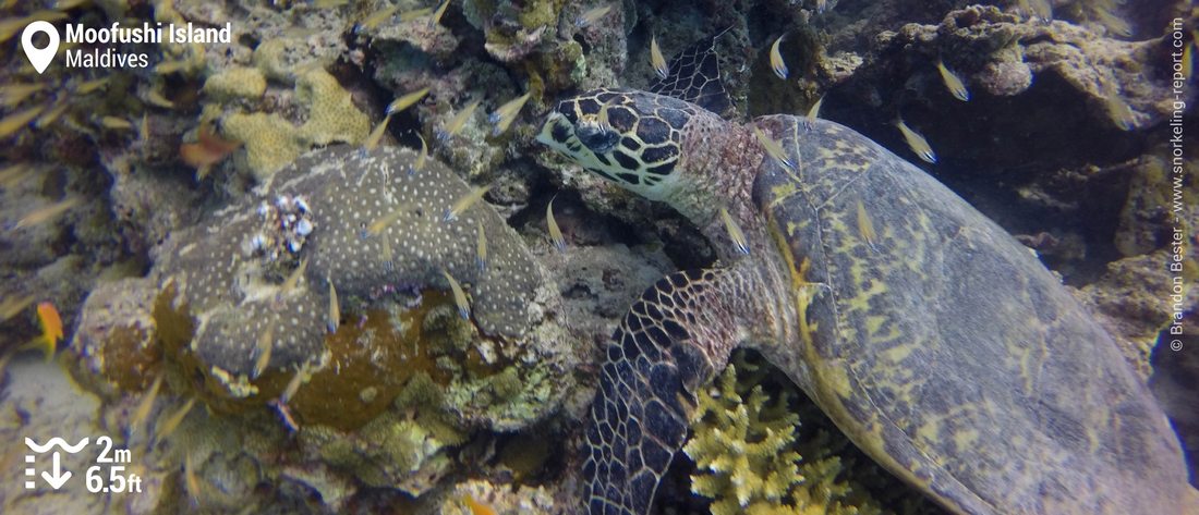 Snorkeling with sea turtles at Moofushi Island, Maldives