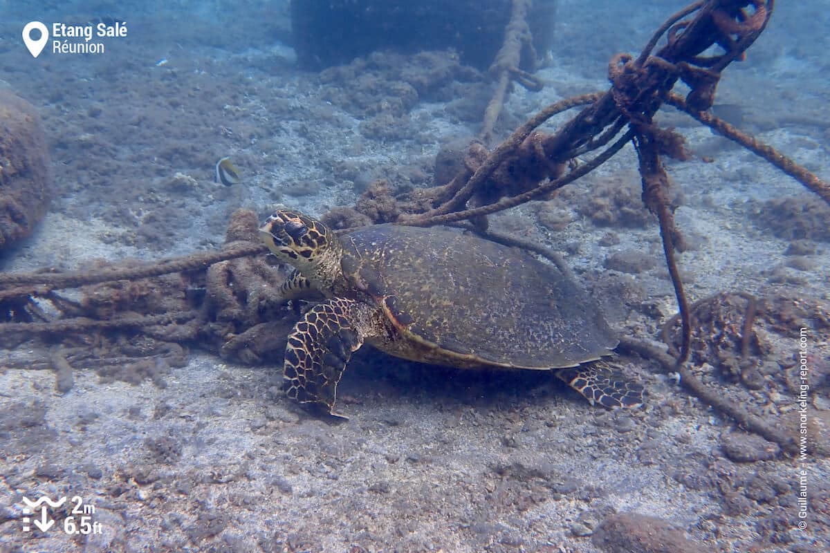 Hawksbill turtle in Etang Sale, Reunion