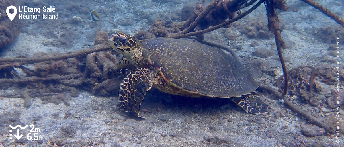 Hawksbill sea turtle in Etang Salé