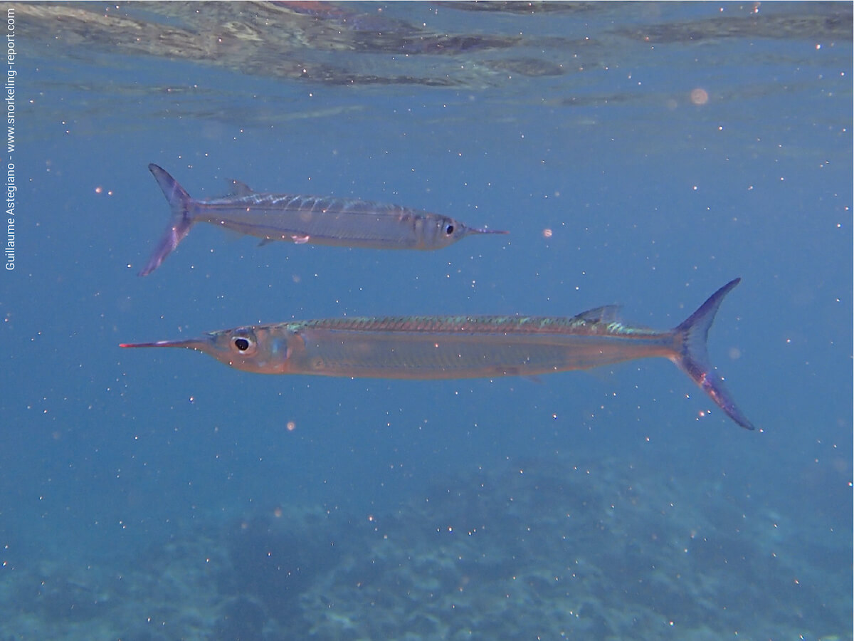 hyporhamphus affinis