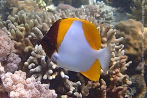 Pyramid butterflyfish