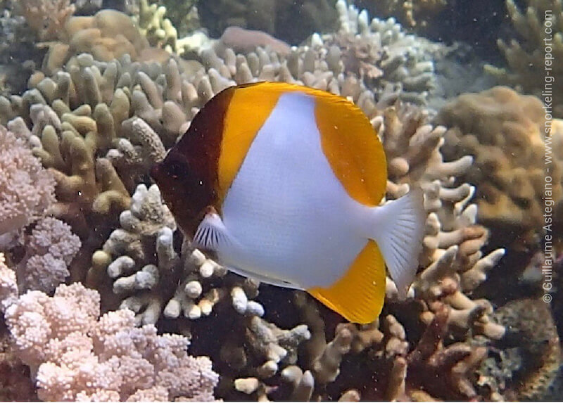 Pyramid butterflyfish