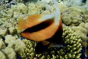 Red Sea bannerfish