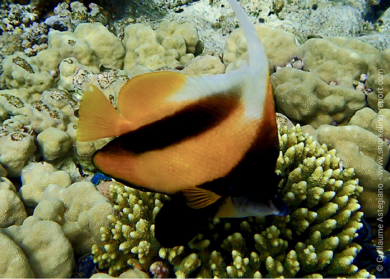 Poisson-cocher de la Mer Rouge