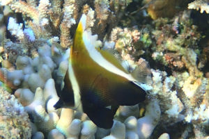 Phantom bannerfish