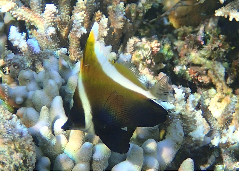 Phantom bannerfish