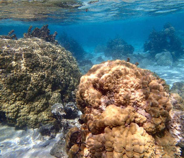 Table aquarium Moorea noire  Odyssee Aquarium Odyssee Végétale