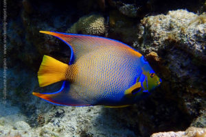 Queen angelfish