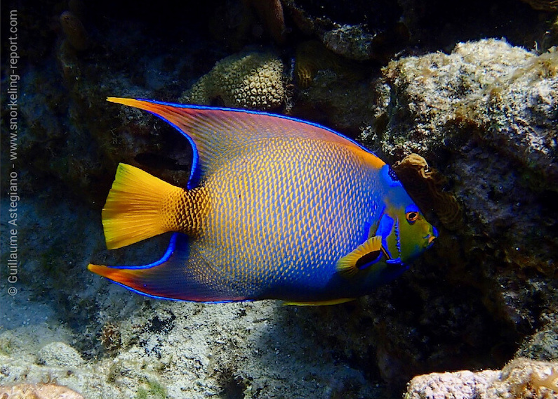 Queen angelfish