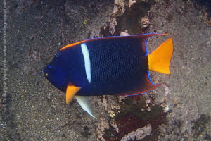 Passer angelfish