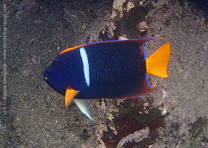 Poisson-ange à barre blanche