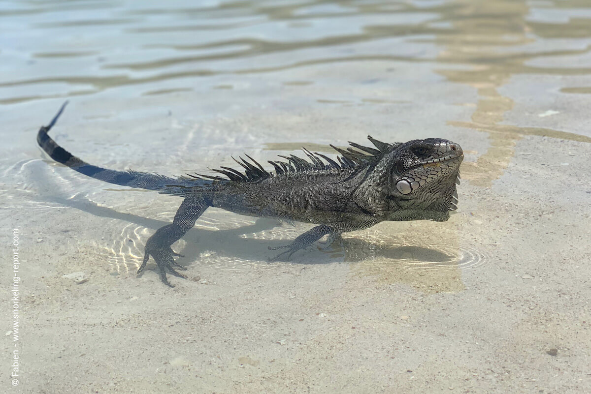 Green iguana at Plage de Petit Havre