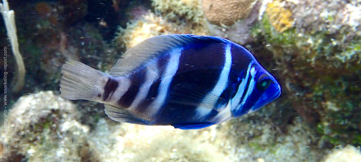 Indigo hamlet