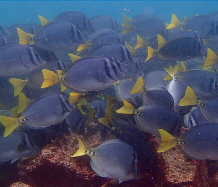 Isla Rabida