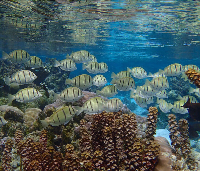 Jardin de Corail de Tahaa