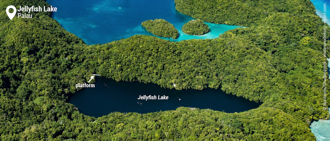 View on Jellyfish Lake, Palau snorkeling