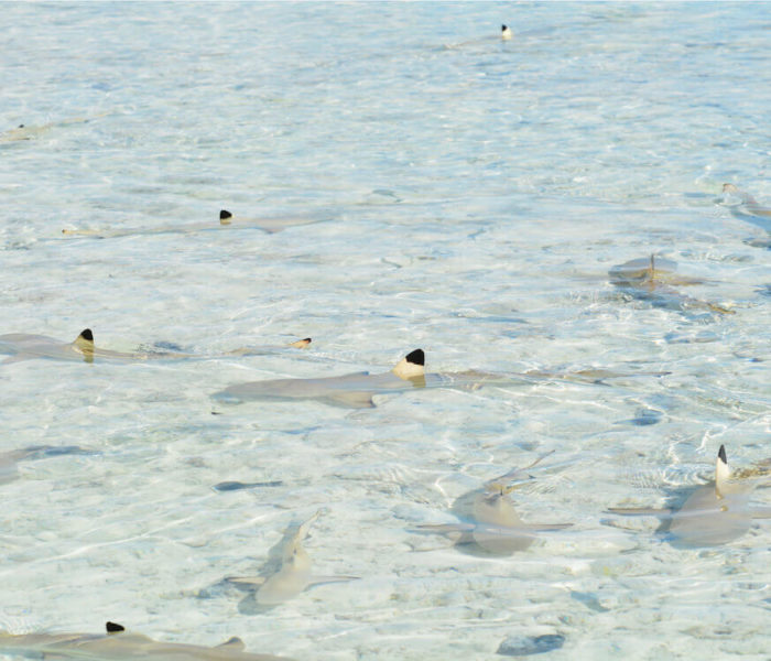 Lagon Bleu de Rangiroa