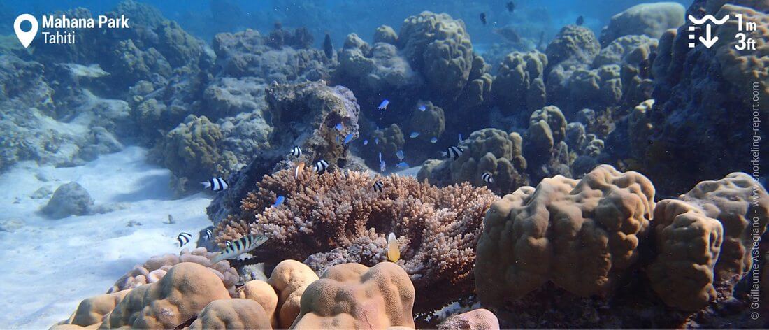 Coral reef snorkeling in Mahana Park, Tahiti