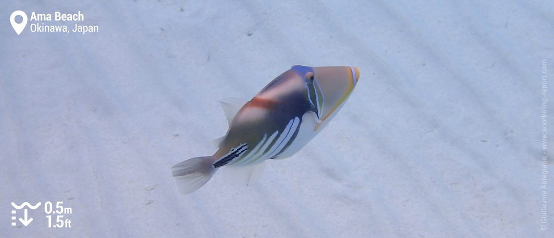 Lagoon triggerfish at Ama Beach, Zamami Island