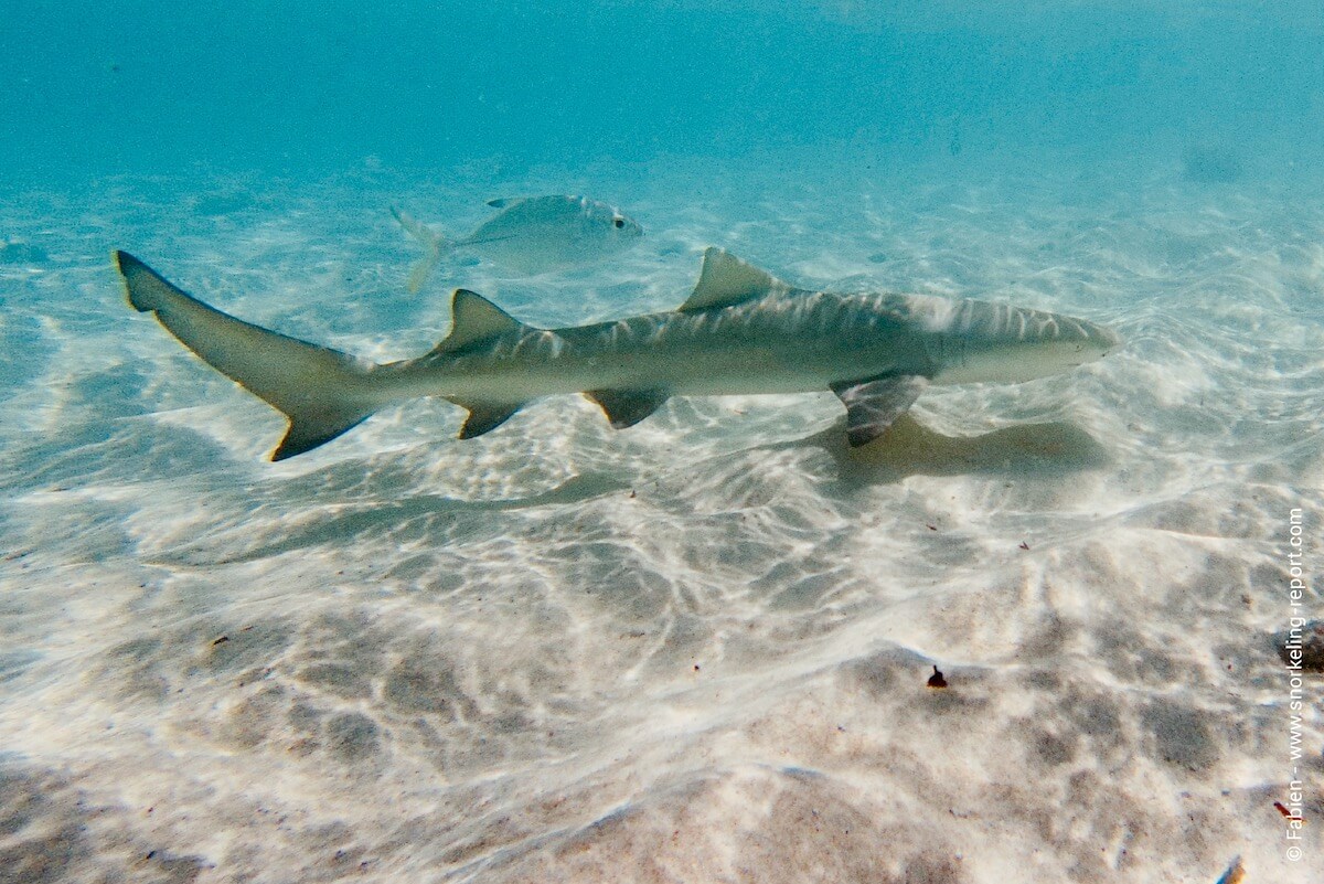 Lemon shark in Petite Terre