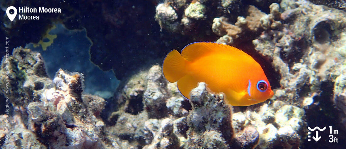 Lemonpeel angelfish at Hilton Moorea lagoon - Moorea snorkeling