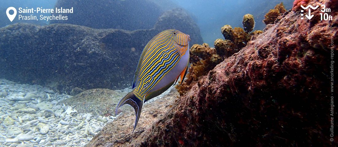 Lined surgeonfish at St Pierre Island, Seychelles