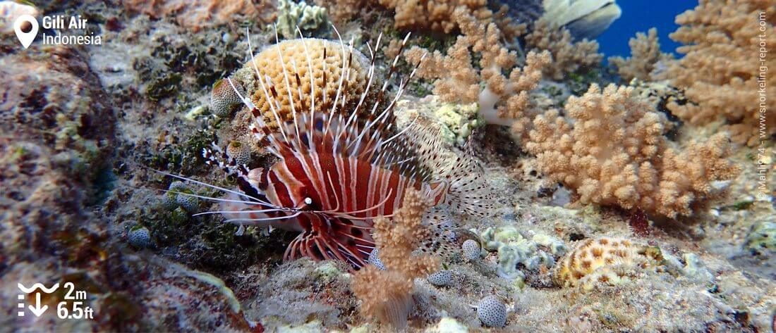 Lionfish at Gili Air, Indonesia snorkeling