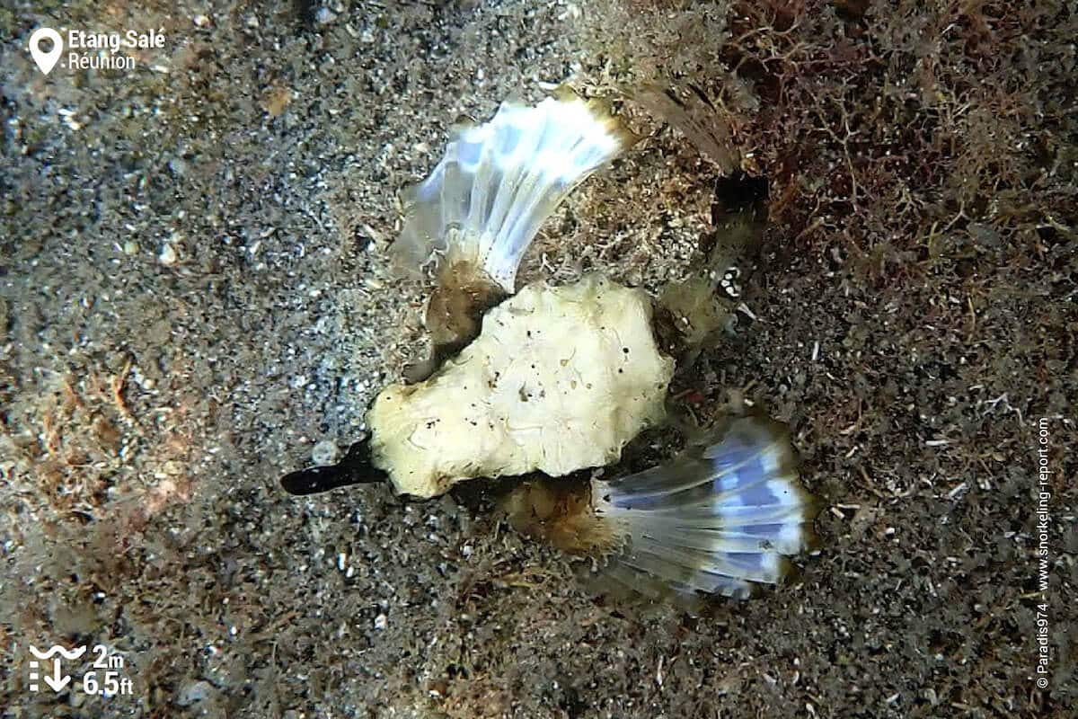 Little dragonfish in Reunion Island