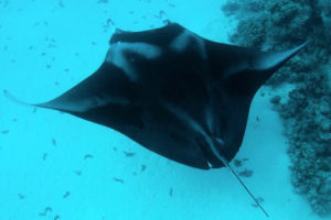 manta-birostris