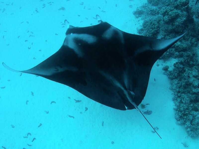 manta-birostris