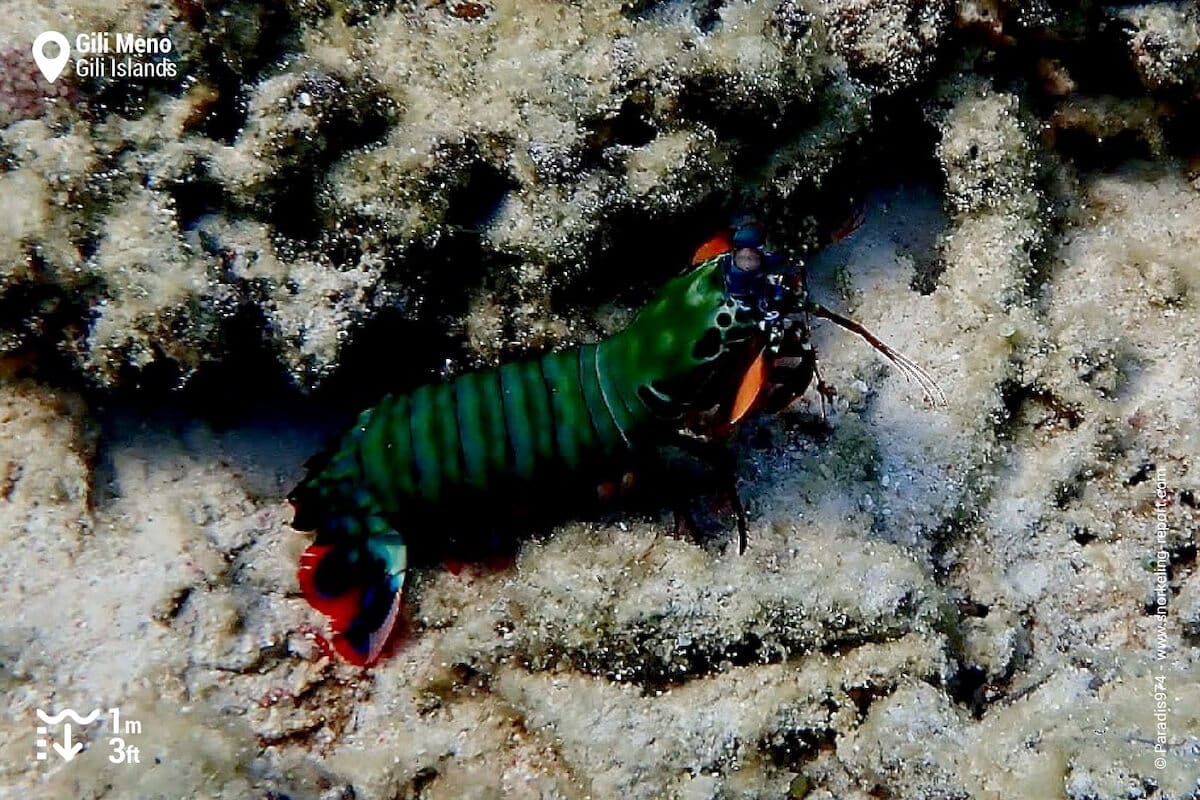 Mantis shrimp in Gili Meno