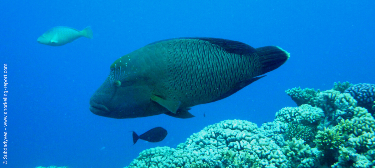 Maori wrasse in Tetamanu