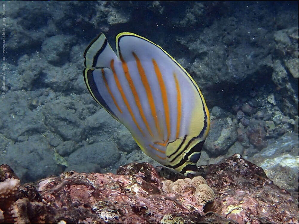 Snorkeling Maui Hawaii The Best Snorkeling Spots In Maui