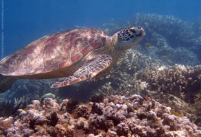 Îles de l’Océan Indien