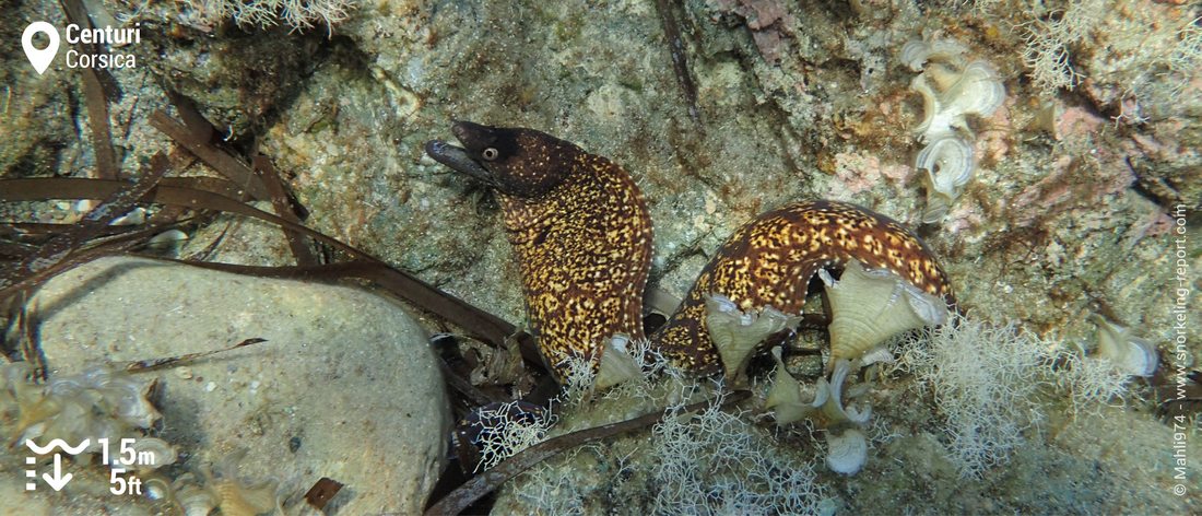 Mediterranean moray eel at Centuri, Corsica