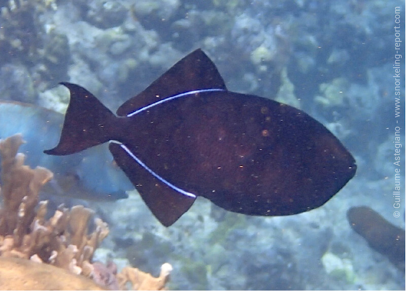 Black triggerfish