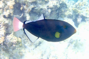 Pinktail triggerfish