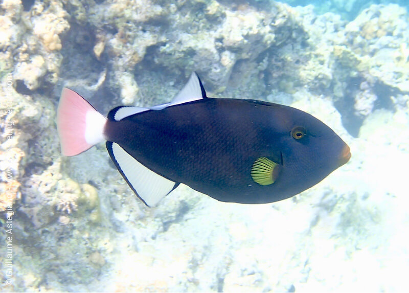 Pinktail triggerfish