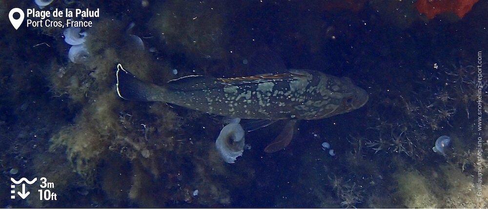 Dusky grouper at Plage de la Palud, Port Cros National Park