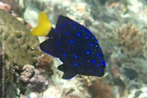 Jewel damselfish