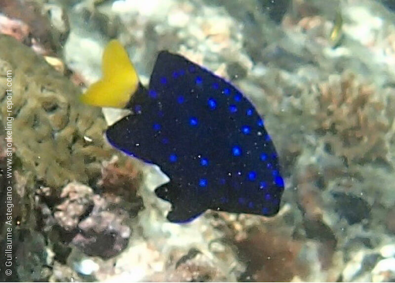 Jewel damselfish